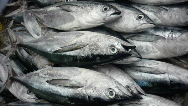 ouri&ccedil;o na areia, lda