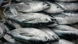 jorge santos &amp; moniz lda