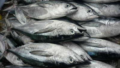 margem local - pesca costeira ld